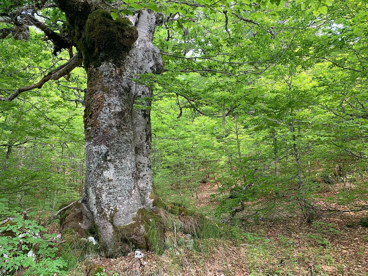 Faggeta vetusta di Selva Moricento nel Parco Nazionale d’Abruzzo, Lazio e Molise