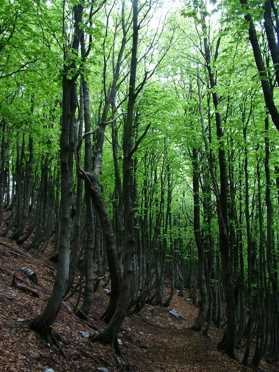 Bosco sul Monte Mutria nel massiccio del Matese