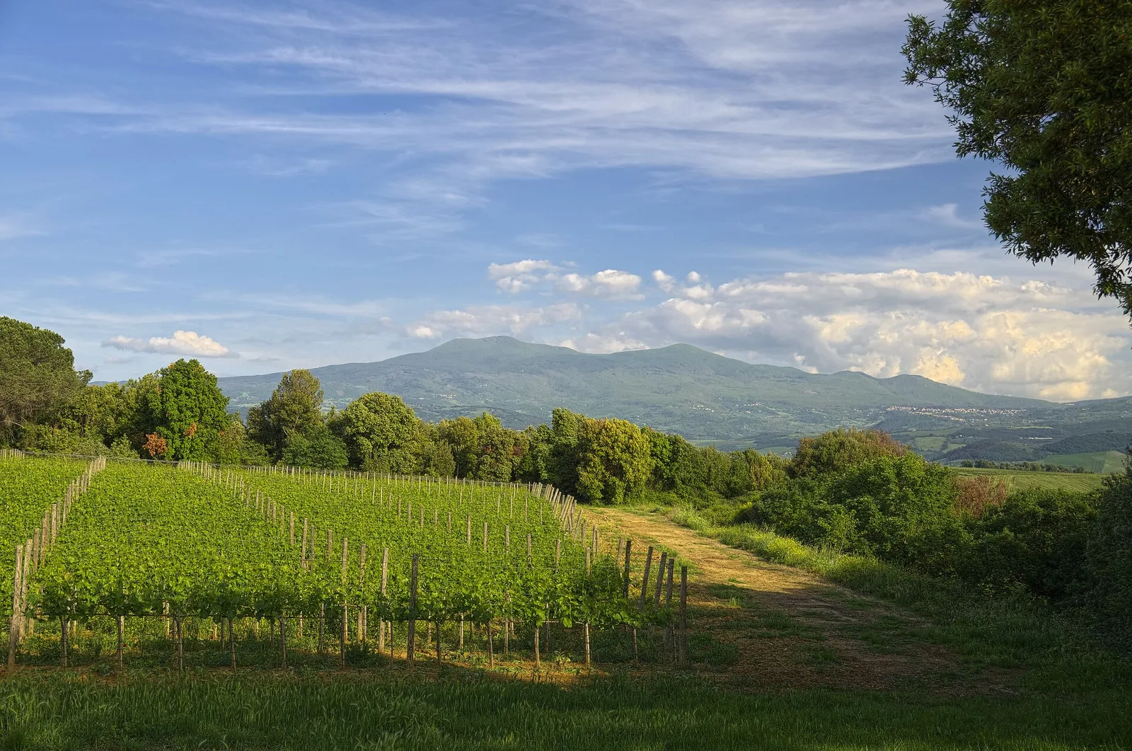Versanti forestali del Monte Amiata