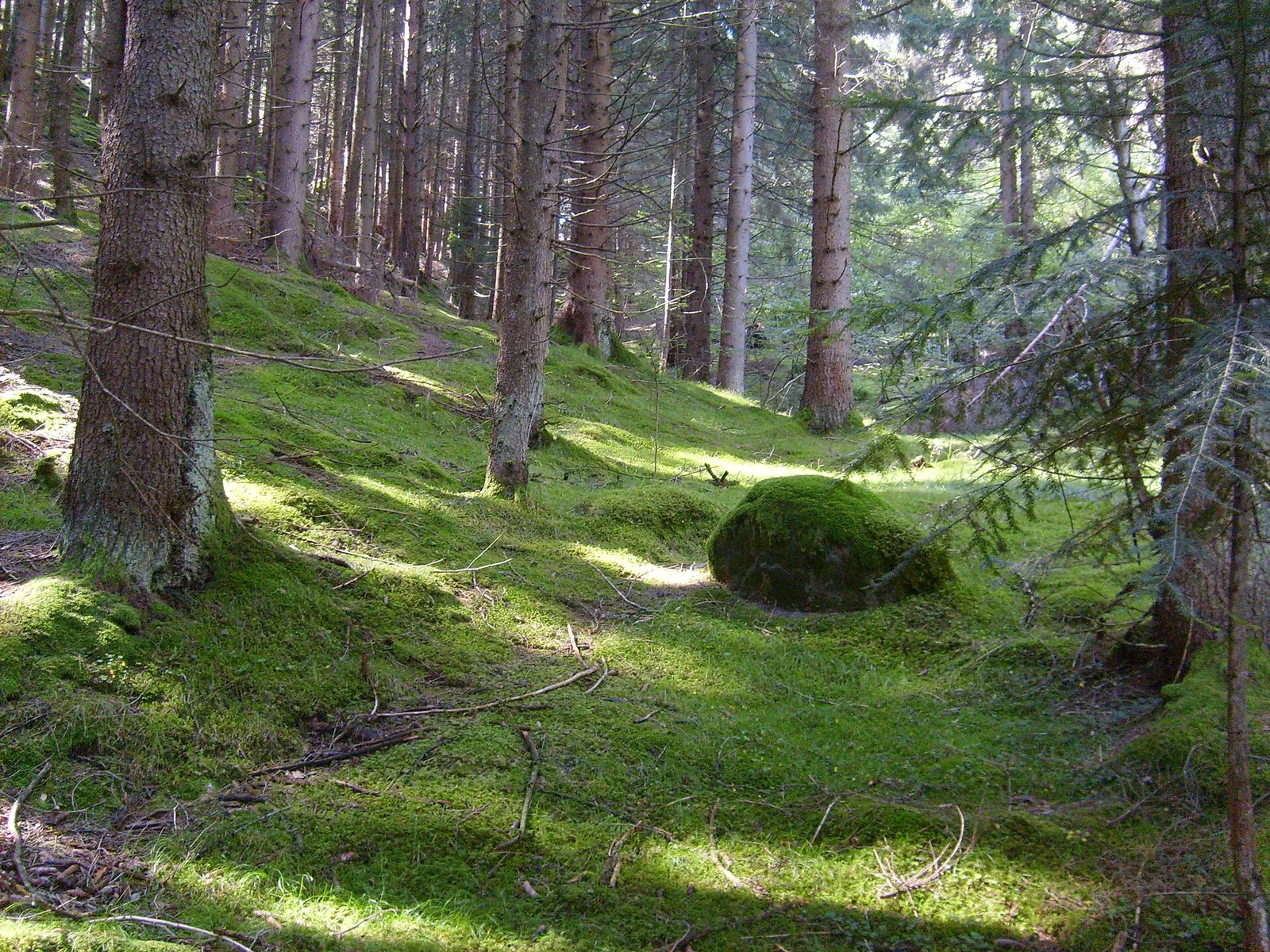 Bosco di conifere in Val di Fiemme