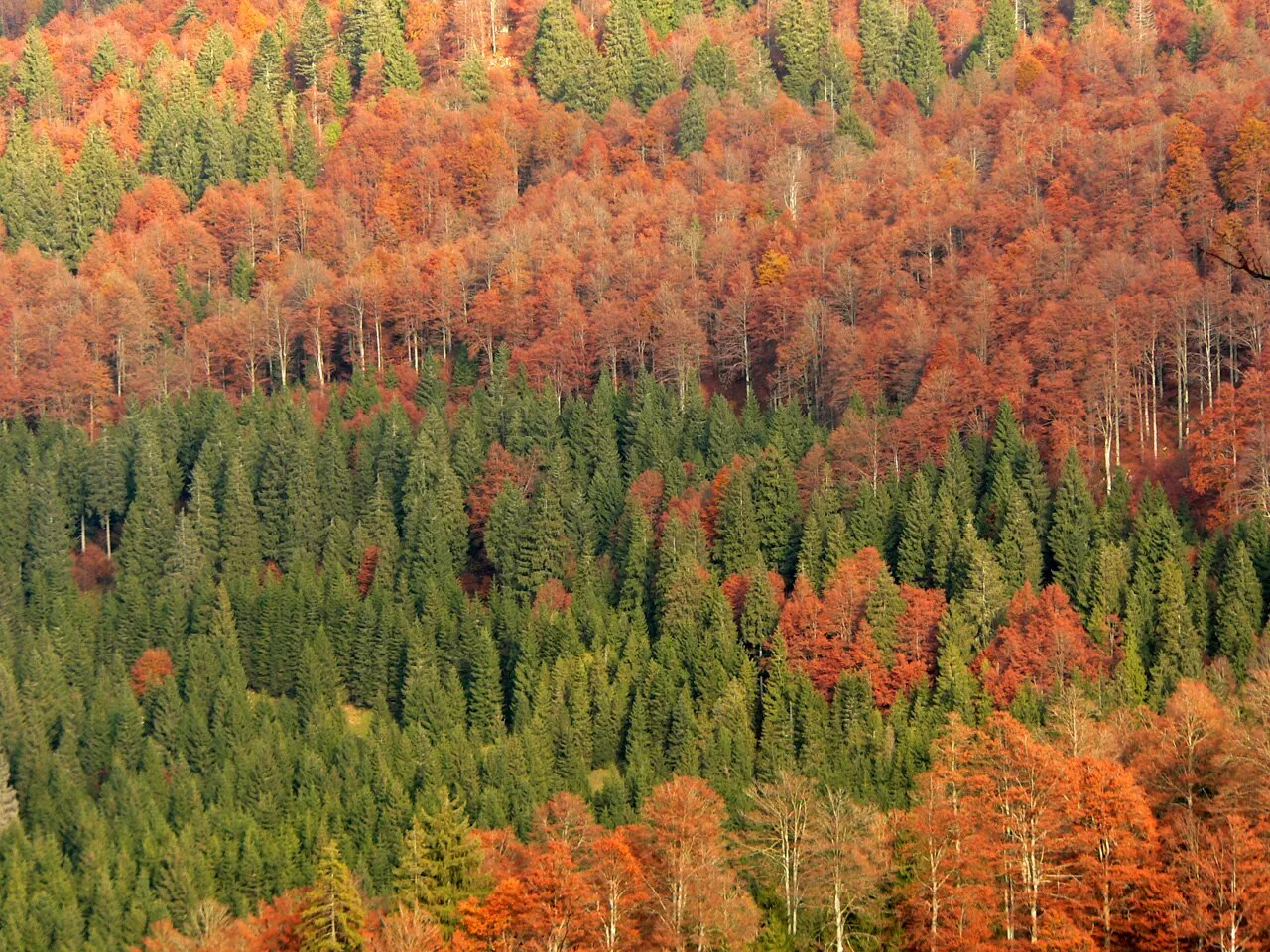 Faggeta della Foresta del Cansiglio in autunno