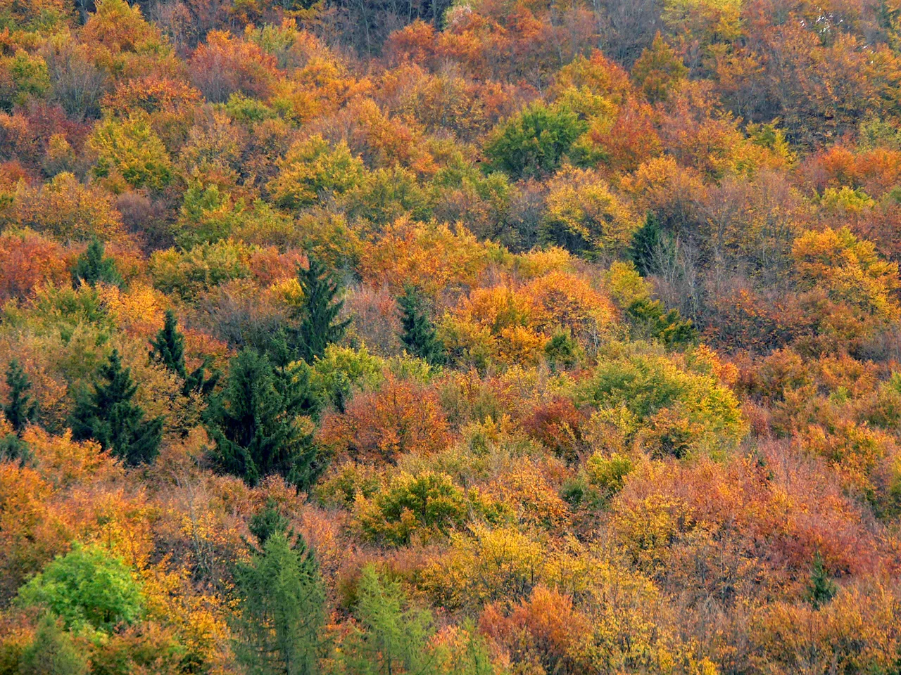 Colori autunnali nella Foresta del Cansiglio