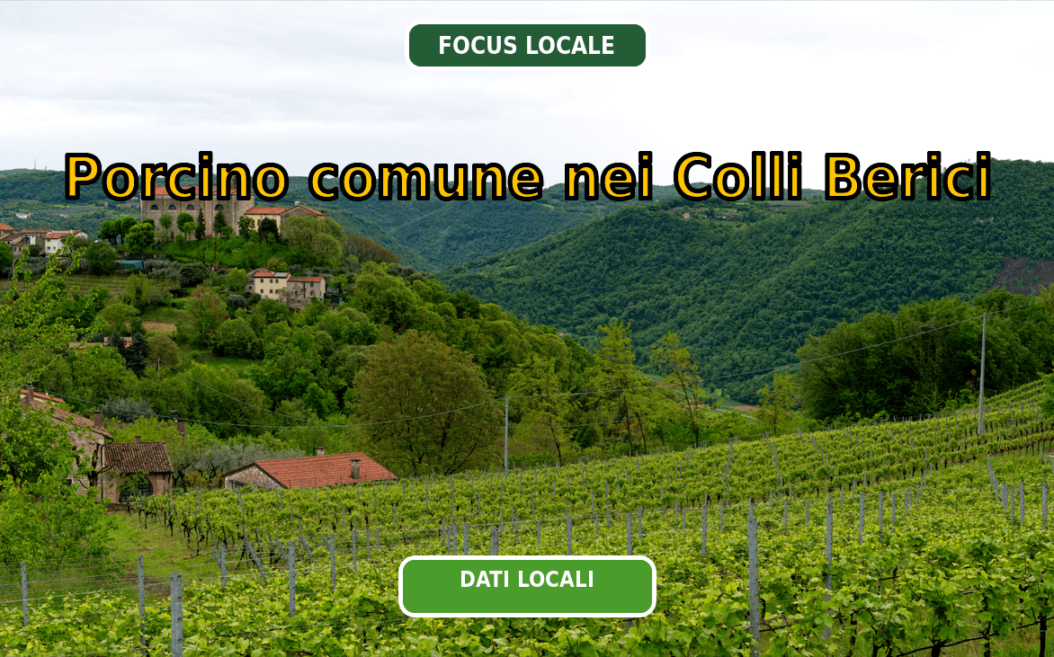 Porcino comune nei Colli Berici